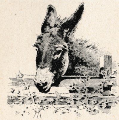 Colaquet, the donkey Colaquet, the donkey