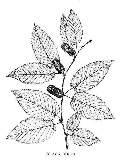 BLACK BIRCH