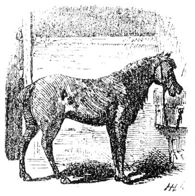 Horse Illustration: Horse