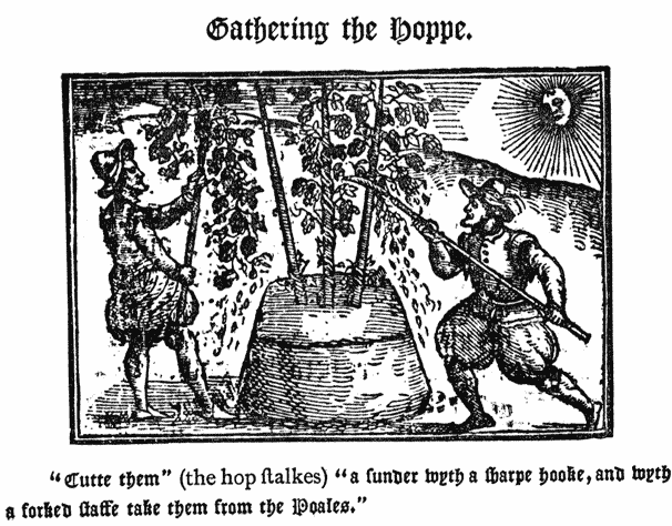 Gathering the Hoppe. |  “Cutte them” (the hop stalkes) “a sunder wyth a sharpe hooke, and wyth a forked staffe take them from the Poales.”