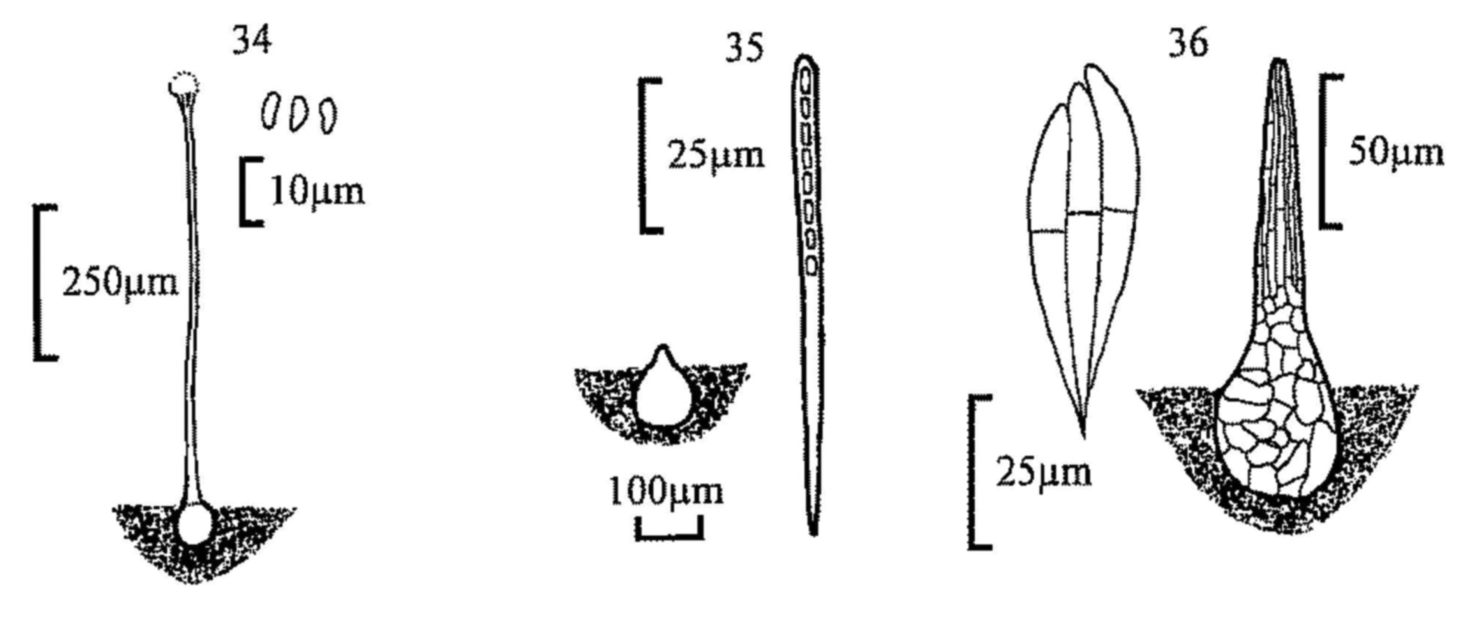 Figures 34-36 Figures 34-36