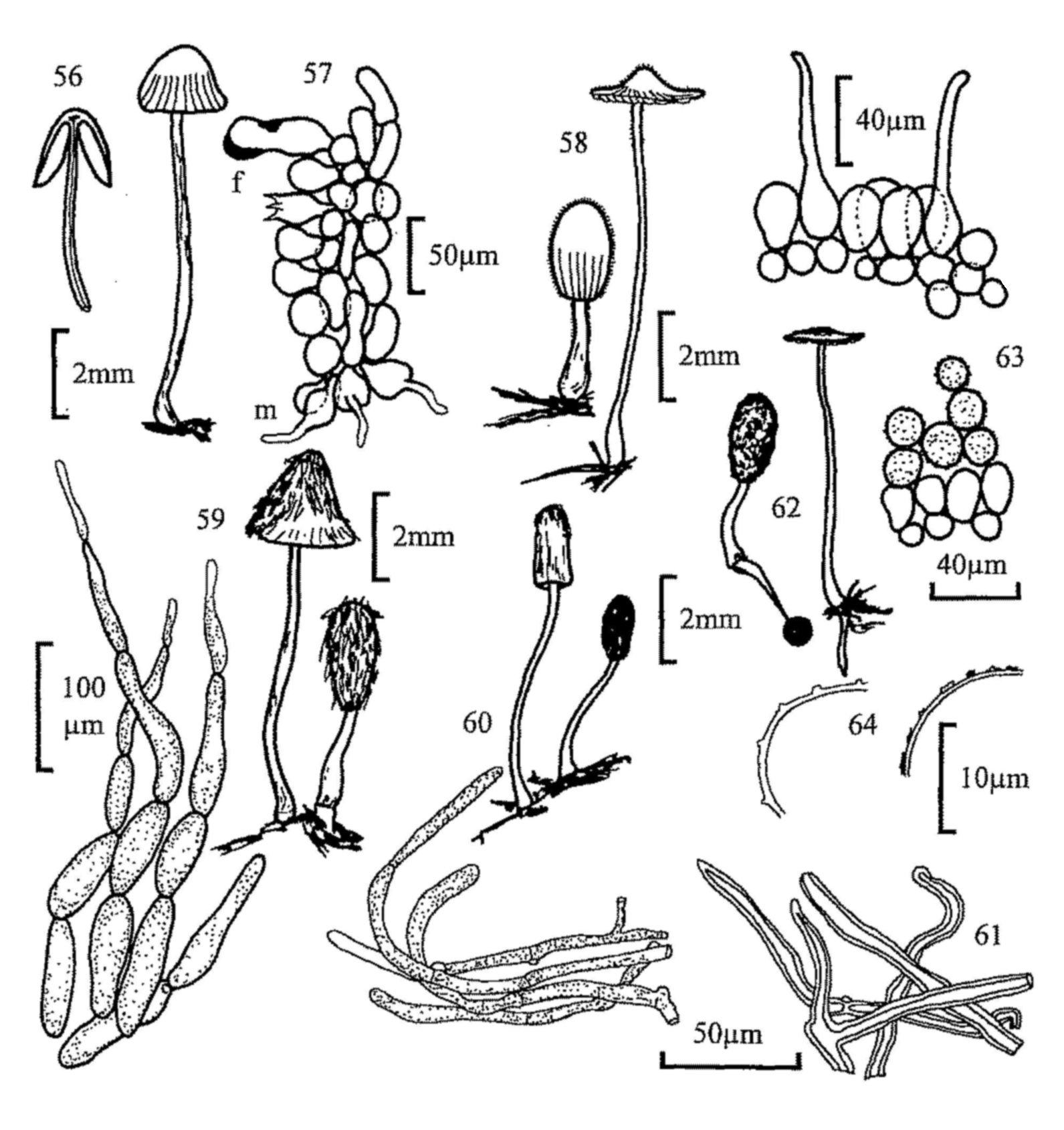 Figures 56-64 Figures 56-64