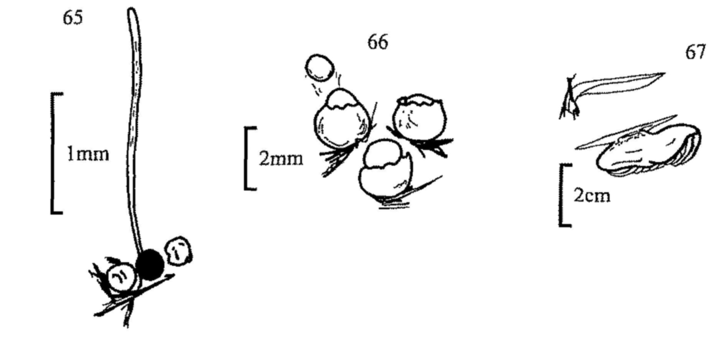 Figures 65-67 Figures 65-67