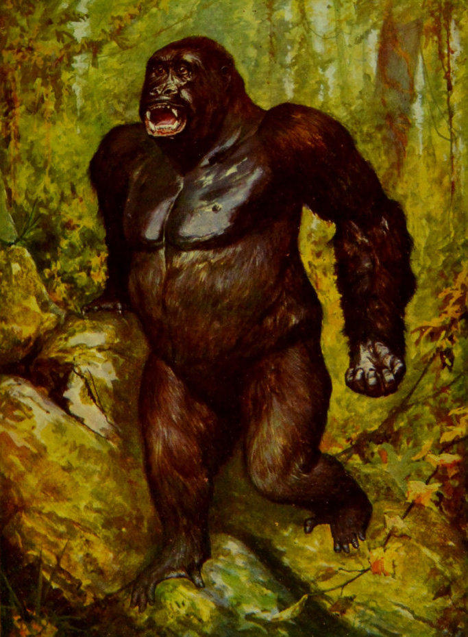 THE LARGEST GORILLA EVER CAPTURED. THE LARGEST GORILLA EVER CAPTURED.