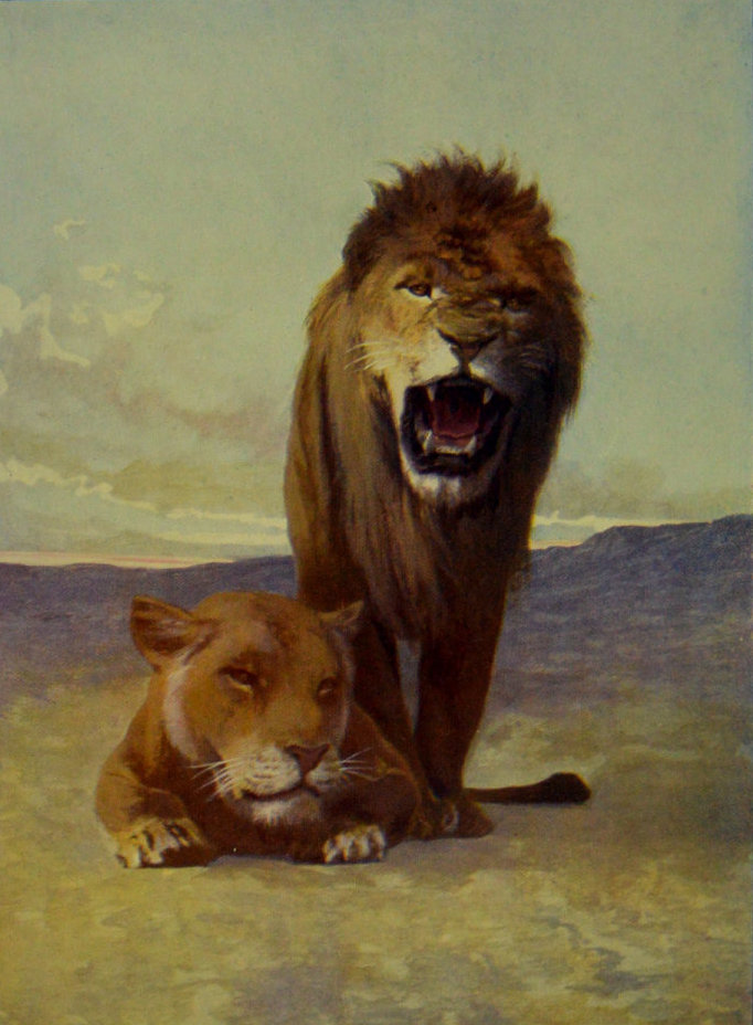 AFRICAN LION AND LIONESS. AFRICAN LION AND LIONESS.