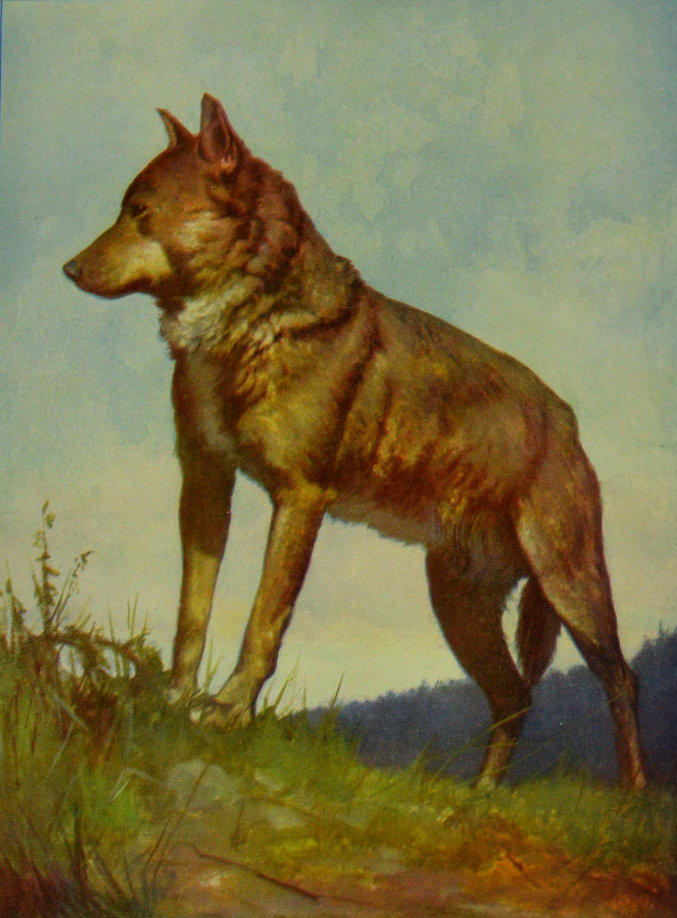 WOLF FROM CENTRAL EUROPE. WOLF FROM CENTRAL EUROPE.