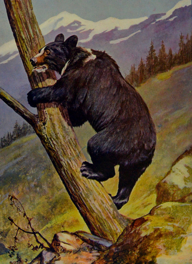 HIMALAYAN BLACK BEAR. HIMALAYAN BLACK BEAR.