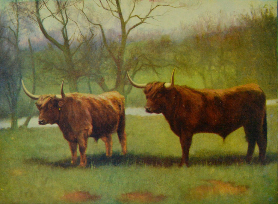 HIGHLAND CATTLE. HIGHLAND CATTLE.