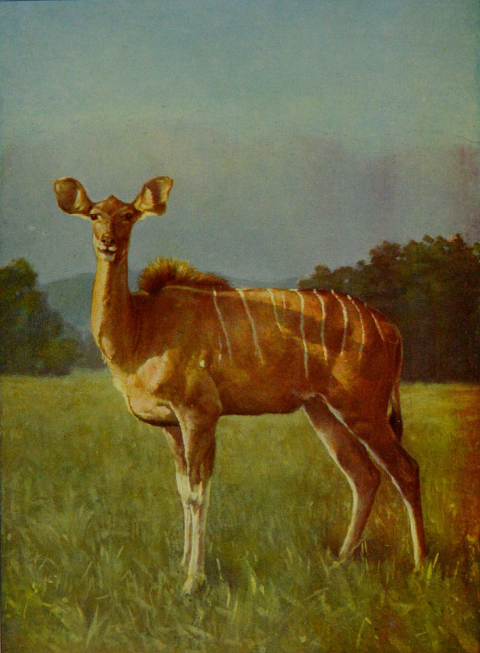 FEMALE KUDU. FEMALE KUDU.