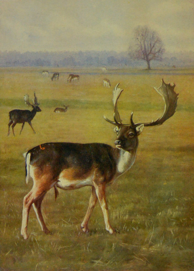 FALLOW DEER. FALLOW DEER.