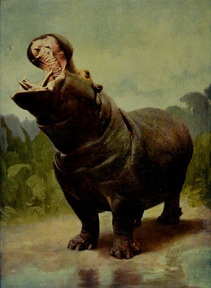 A HIPPOPOTAMUS GAPING. A HIPPOPOTAMUS GAPING.