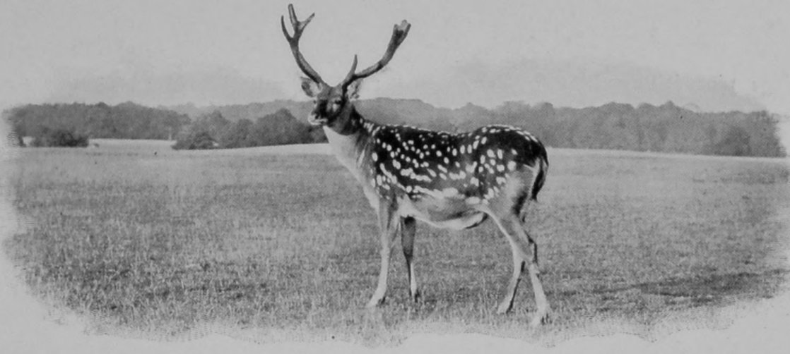 PEKIN DEER IN SUMMER DRESS. PEKIN DEER IN SUMMER DRESS.