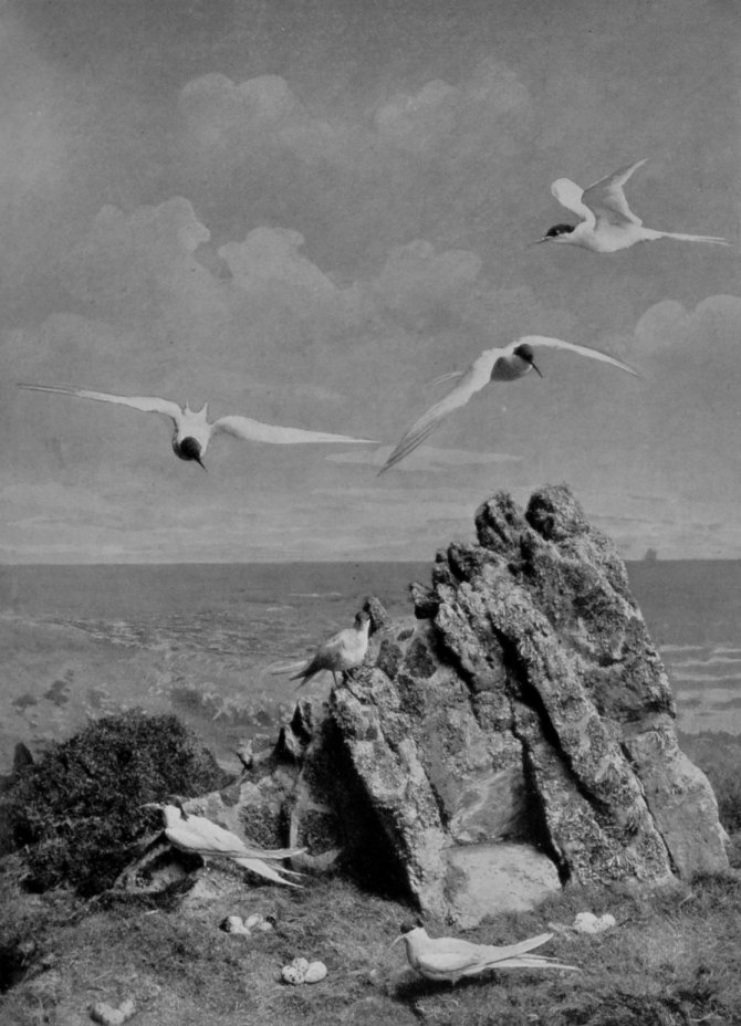 SEA-SWALLOWS. SEA-SWALLOWS.