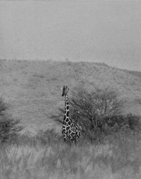 EAST AFRICAN GIRAFFE. EAST AFRICAN GIRAFFE.