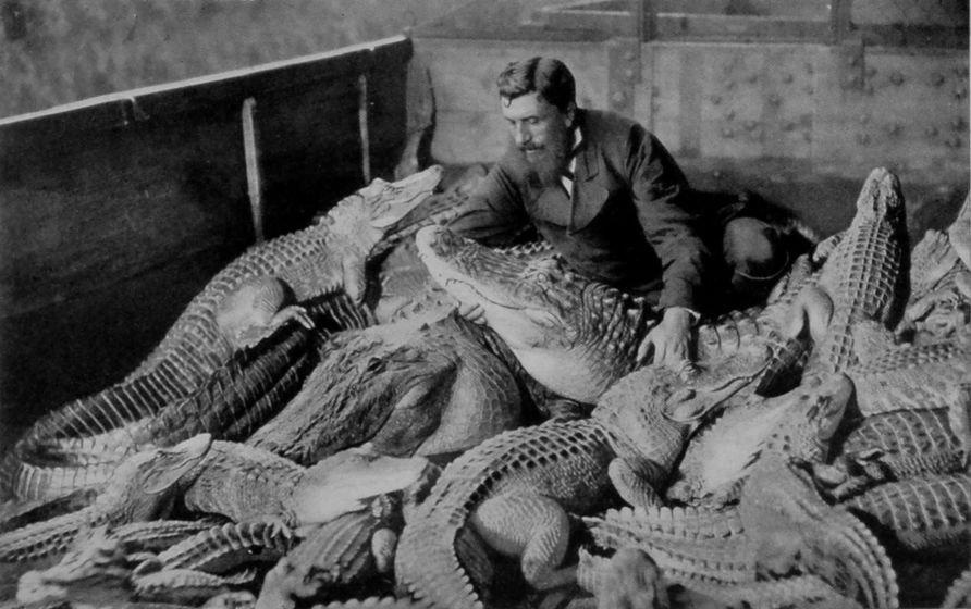 A GROUP OF CROCODILIANS. A GROUP OF CROCODILIANS.