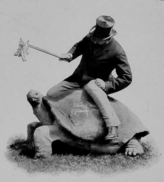 GIANT TORTOISE. GIANT TORTOISE.