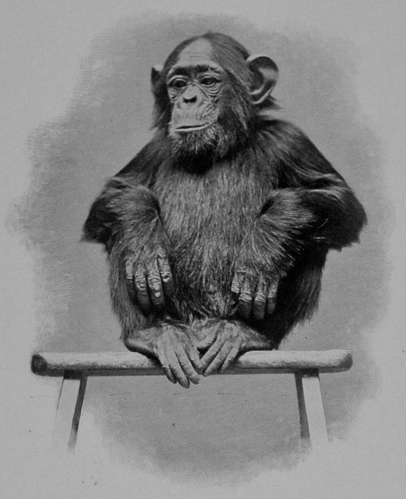 JENNY, THE WELL-KNOWN CHIMPANZEE AT THE     ZOO JENNY, THE WELL-KNOWN CHIMPANZEE AT THE     ZOO