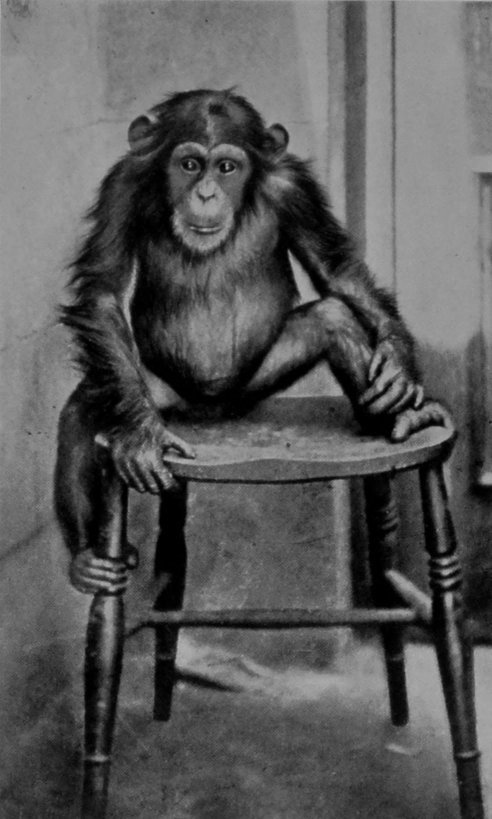 A YOUNG CHIMPANZEE. A YOUNG CHIMPANZEE.