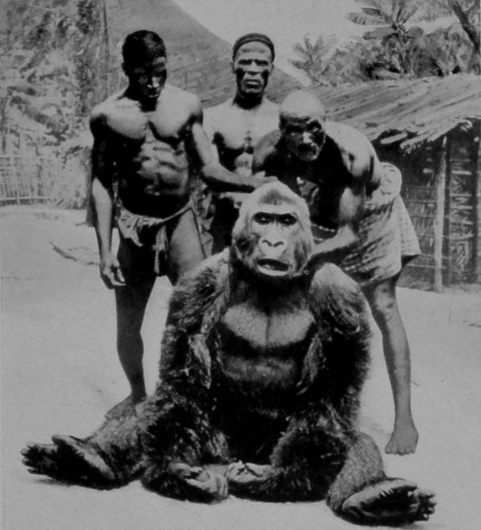 A MALE GORILLA. A MALE GORILLA.