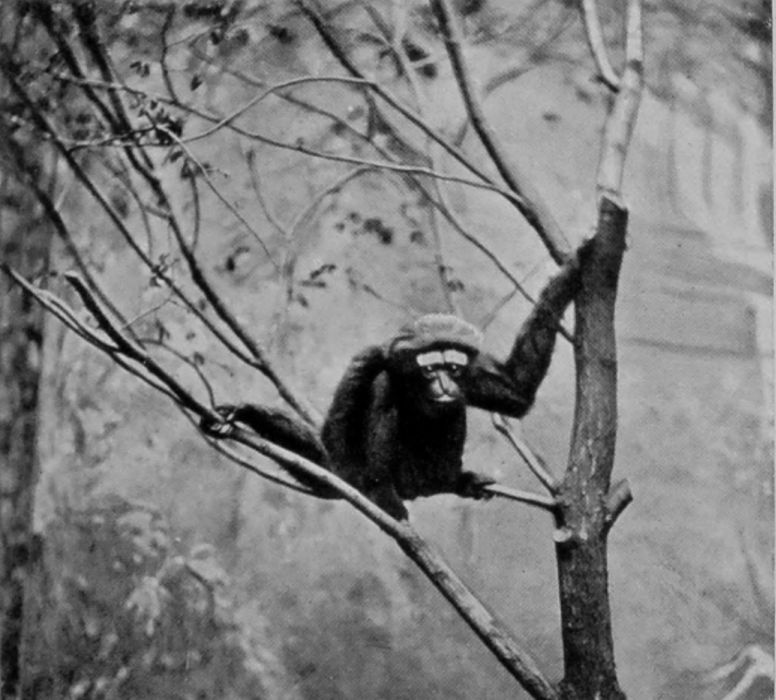 HULOCK GIBBON. HULOCK GIBBON.