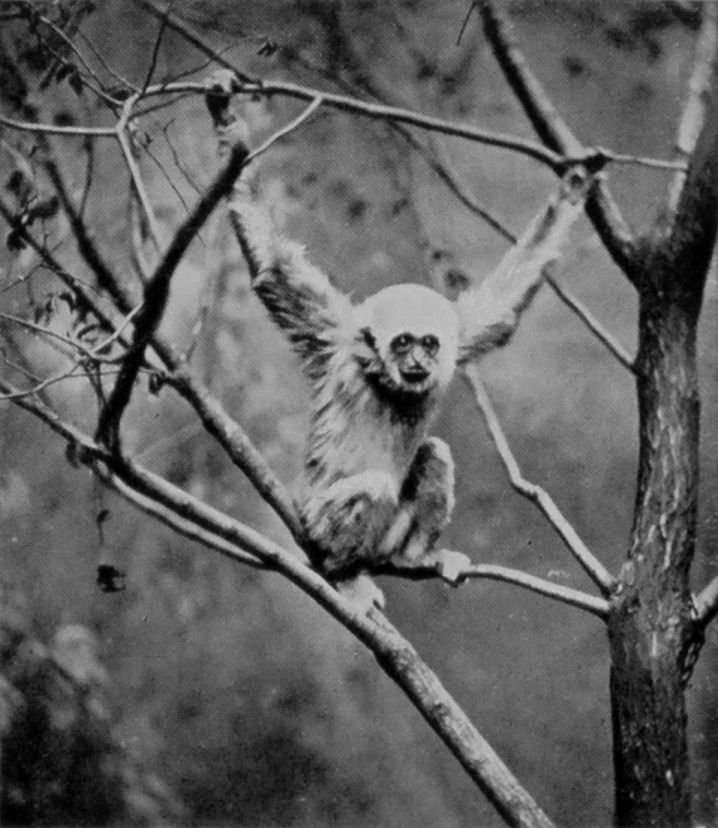 WHITE-HANDED GIBBON. WHITE-HANDED GIBBON.