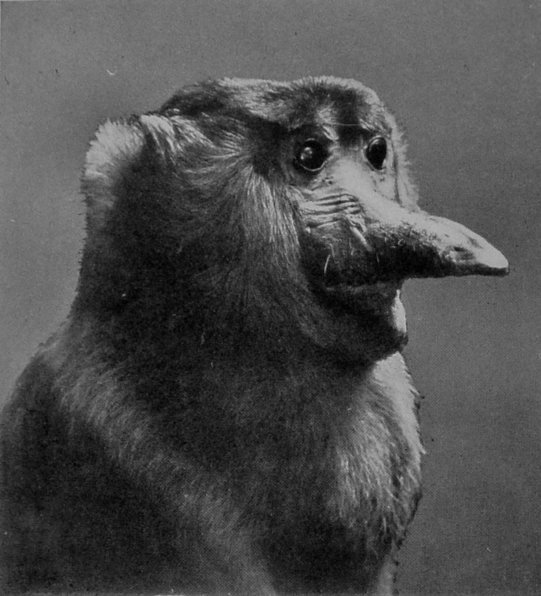 HEAD OF PROBOSCIS MONKEY. HEAD OF PROBOSCIS MONKEY.