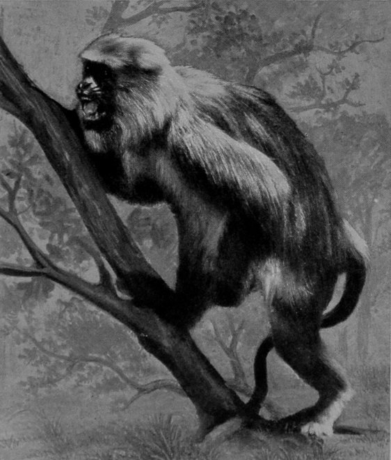 MALE HIMALAYAN LANGUR. MALE HIMALAYAN LANGUR.