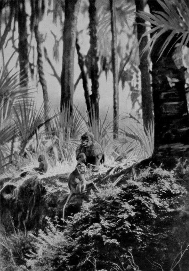 GELADA BABOONS AT HOME GELADA BABOONS AT HOME