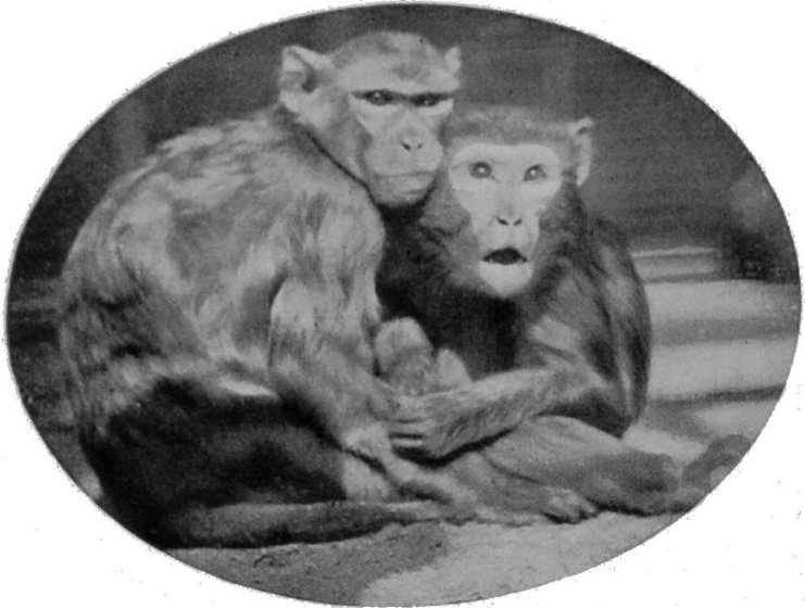 RHESUS MONKEYS. RHESUS MONKEYS.