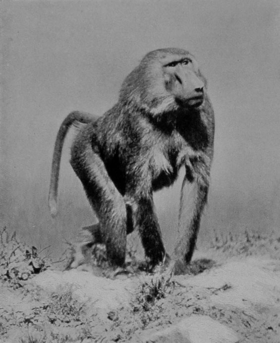 CHACMA BABOON. CHACMA BABOON.