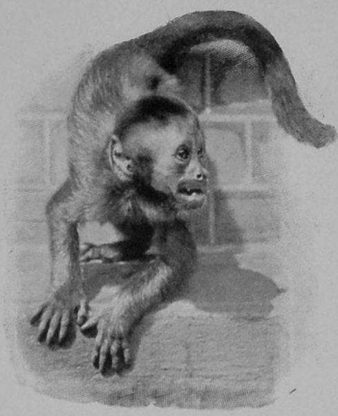 BROWN CAPUCHIN. BROWN CAPUCHIN.