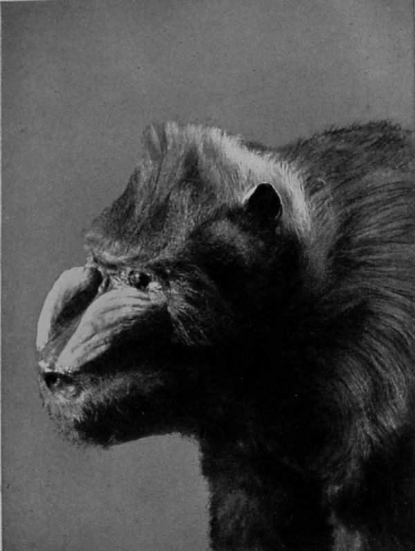 HEAD OF MALE MANDRILL. HEAD OF MALE MANDRILL.