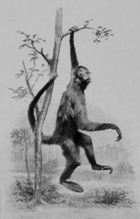 A SPIDER MONKEY A SPIDER MONKEY