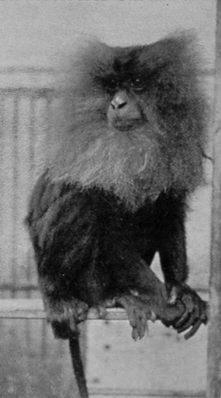 WANDEROO MONKEY. WANDEROO MONKEY.