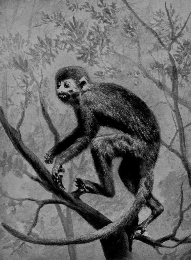 COMMON SQUIRREL MONKEY. COMMON SQUIRREL MONKEY.