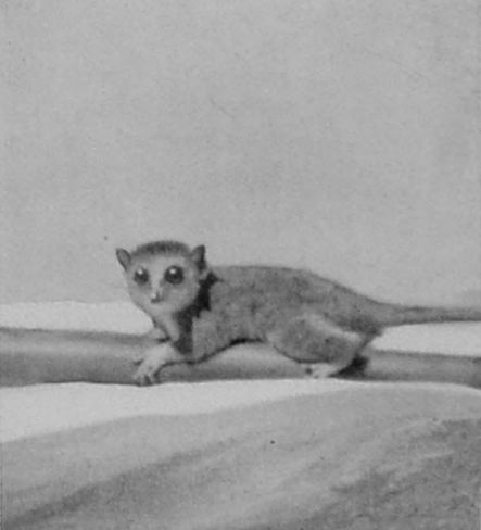 A DWARF LEMUR. A DWARF LEMUR.