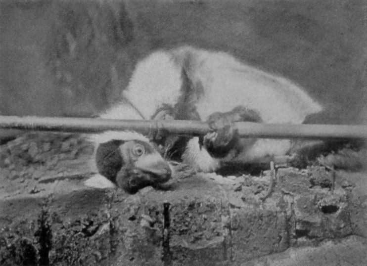 RUFFED LEMUR. RUFFED LEMUR.