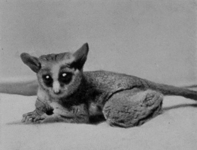 MAHOLI GALAGO MAHOLI GALAGO