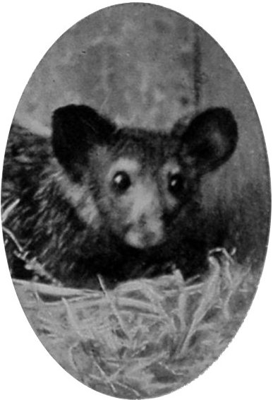 HEAD OF AYE-AYE. HEAD OF AYE-AYE.