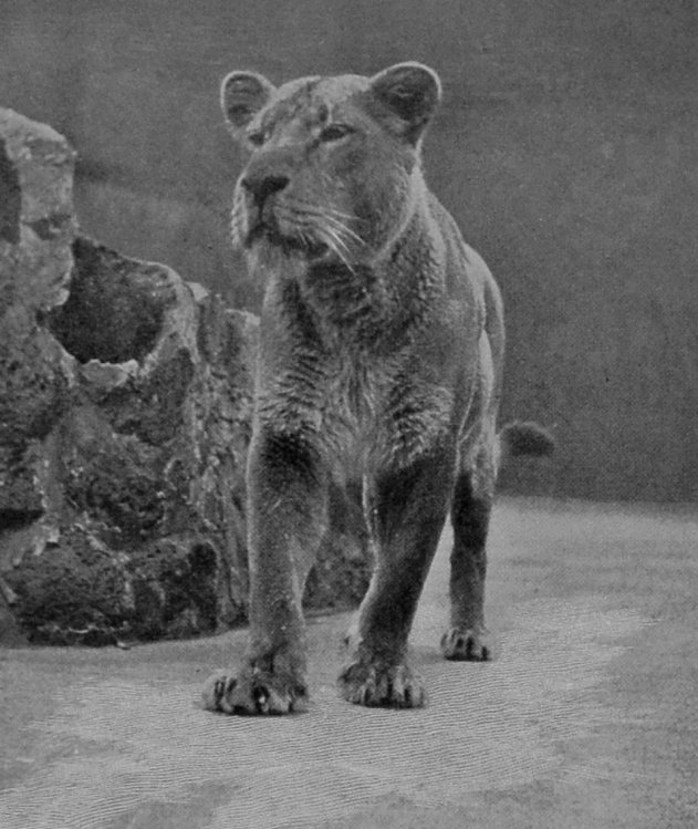 LIONESS AROUSED. LIONESS AROUSED.