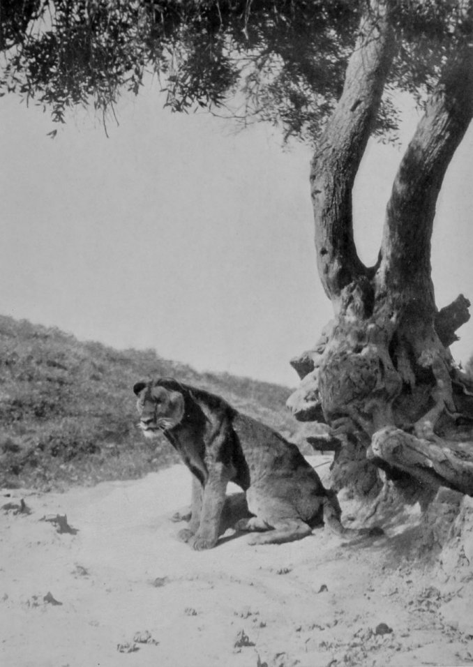 ALGERIAN LIONESS. ALGERIAN LIONESS.