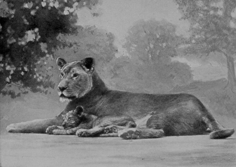 LIONESS AND CUB. LIONESS AND CUB.