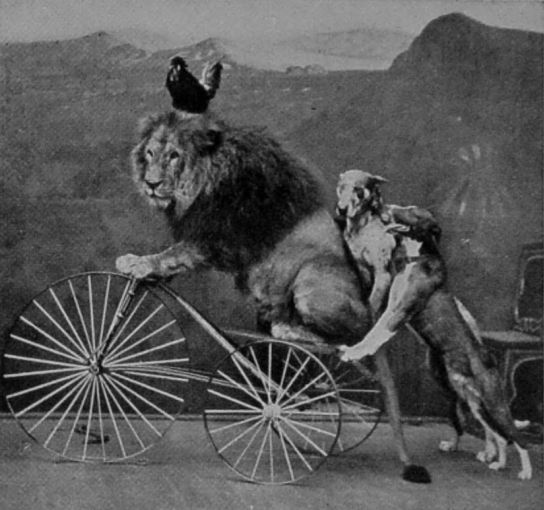 A PERFORMING LION. A PERFORMING LION.