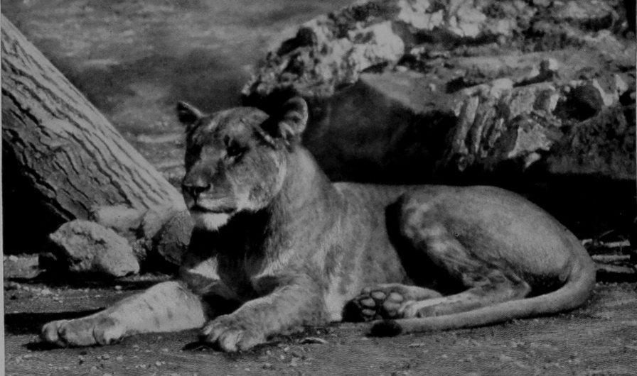 A YOUNG LIONESS. A YOUNG LIONESS.