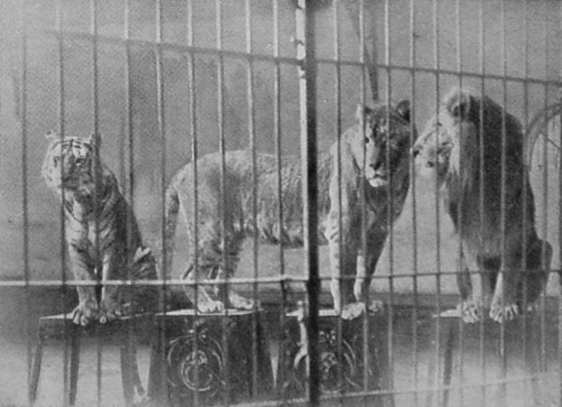 A CROSS BETWEEN LION AND TIGRESS. A CROSS BETWEEN LION AND TIGRESS.