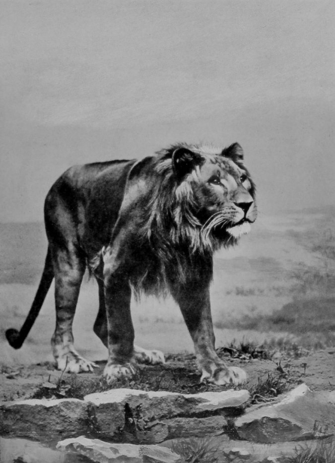 A HUNGRY LION. A HUNGRY LION.