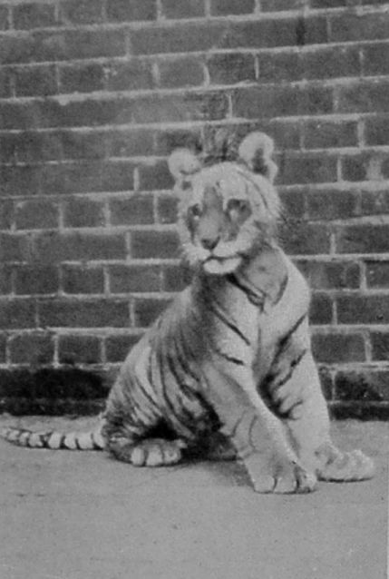 TIGER CUB. TIGER CUB.