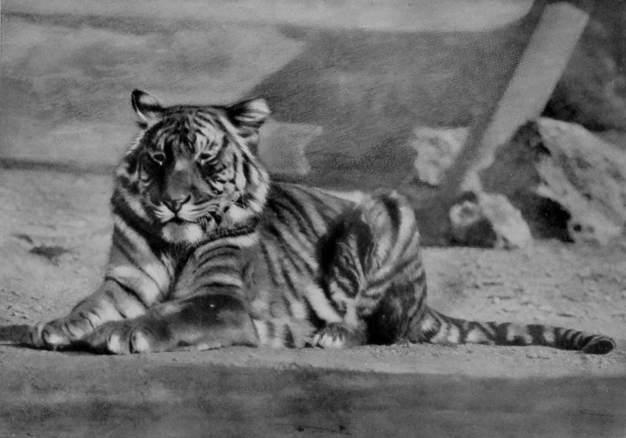 A TIGER BEFORE SLEEPING. A TIGER BEFORE SLEEPING.