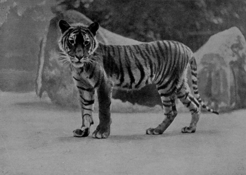 A HALF-GROWN TIGER CUB. A HALF-GROWN TIGER CUB.