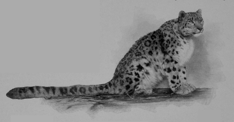 SNOW-LEOPARD, OR OUNCE. SNOW-LEOPARD, OR OUNCE.